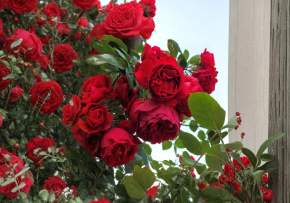 Florentina Climbing Rose 3 Unrooted Cuttings Red Rose Variety for Rooting or Grafting Garden Plant Propagation