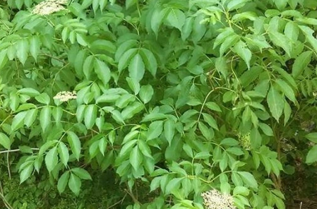 Native American Elderberry Cuttings Sambucus canadensis Unrooted Hardwood Set of 10