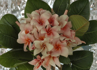 Plumeria Rungsirichok Unrooted Cutting Tropical Frangipani for Rooting or Grafting