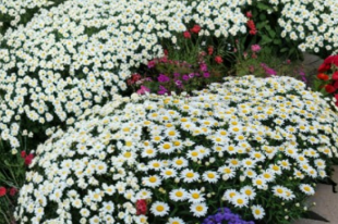 Leucanthemum Snowcap Live Plant 2.5 Inch Pot Hardy Perennial White Daisy Late Summer Bloom