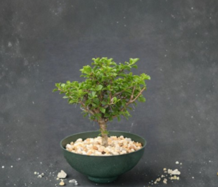 Pereskia Aculeata Live Plant 6 Inch Leaf Cactus Specimen Ornamental Bonsai Style Cactus