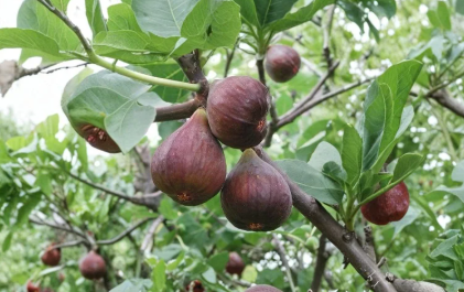 Ronde de Bordeaux Fig Cuttings 4 Unrooted Ficus Carica Stems Productive Fruit Tree for Rooting