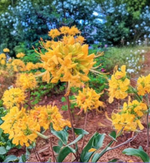 Gold Strike Aromi Azalea Starter Plant Deciduous Rhododendron Small Dormant Shrub