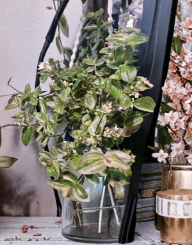 Tradescantia Sweet Tabby Mini Pink Sport Cuttings Houseplant Set of 3