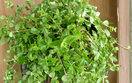 Callisia cordifolia Cuttings Itsy Bitsy Inch Plant Speedy Jenny Houseplant