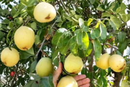D’Anjou Pear Tree Scion Wood Unrooted Cuttings Pyrus communis Grafting Rooting Lot of 4
