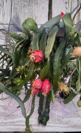 Dragon Fruit Cuttings 5 Pack Mixed Varieties 3-5 Inch Pitaya Cactus Stems for Grafting