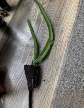 Yellow Dragon Fruit Live Plant Tropical Starter Cactus Hylocereus megalanthus