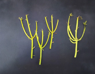 Euphorbia Tirucalli Pencil Cactus 5 Cuttings Fire Stick Succulent Plant Stems for Propagation
