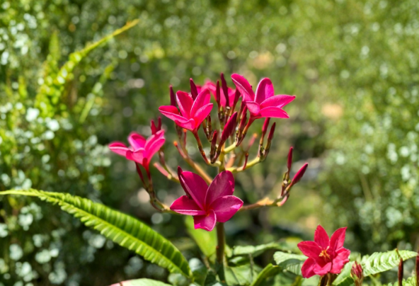 Pink Plumeria Frangipani Cutting 6 to 8 Inch Tropical Flowering Branch for Propagation