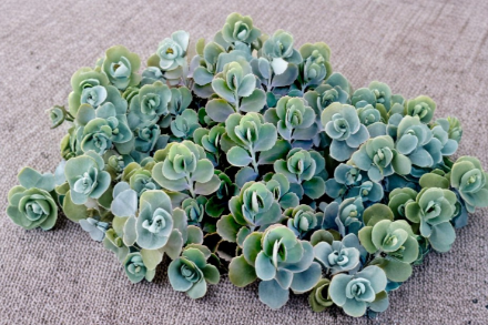 Lavender Scallops Kalanchoe Fedtschenkoi Rooted Succulent Cuttings 3 Count 6 Inch Plus Plants