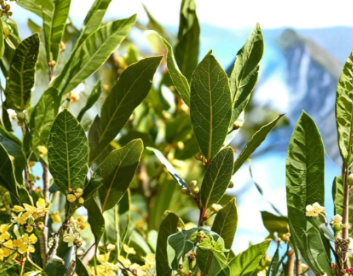 Bay Laurel Cuttings Laurus nobilis Fresh Unrooted 10 Inch Cuttings Bundle Lot of 6