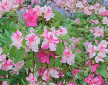 Encore Autumn Twist Azalea Starter Plant Well Rooted Deciduous Flowering Shrub