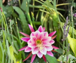 Purple Epiphyllum 8 Cuttings Orchid Cactus Live Stems for Propagation Trailing Plant