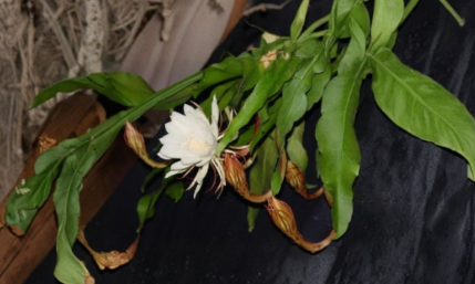 Epiphyllum oxypetalum Live Plants Set of 3 Queen of the Night Orchid Cactus