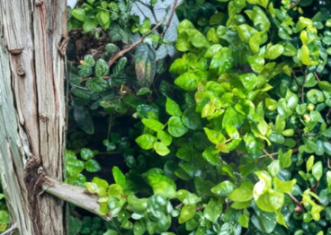 Ficus Pumila Creeping Fig Live Plant Vivarium Terrarium Bioactive Vine Indoor Groundcover