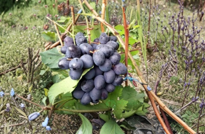 Sudarushka Grape Vine 2 Hardwood Cuttings Vitis Vinifera Unrooted Fruit Plant Stems