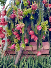 American Beauty Dragon Fruit Cuttings 2 Fresh Unrooted 8 to 10 Inch Red Flesh Variety