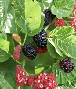 Dwarf Everbearing Mulberry Cuttings 15 Count 6-8 Inches for Rooting and Propagation Morus