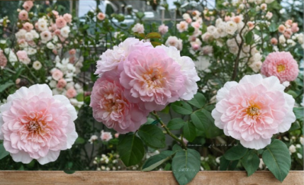 Ausmajesty Rose Unrooted Cuttings 3 Stems 5-8 Inch Fresh Rose Propagation Stems for Rooting Garden
