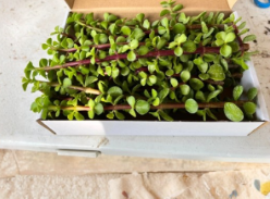Portulacaria Afra Succulent Cuttings 4 Pcs 7 Inch Dwarf Jade Bonsai Cork Bark Style
