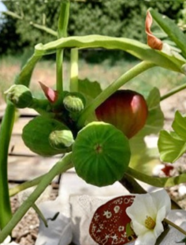 2 Ventura Strawberry Fig Cuttings Ficus Carica Fruit Tree Scion Wood 6-12 Inch Fresh Cuttings for Grafting