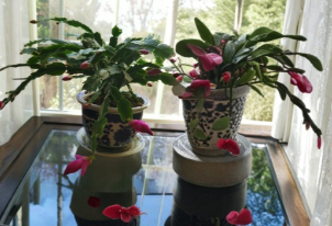 Pink Thanksgiving Cactus Cuttings 3 Unrooted Schlumbergera Truncata Holiday Cactus