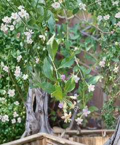 8 Goji Berry Cuttings Lycium Barbarum Unrooted Fruit Shrub Stems for Propagation Garden Plant