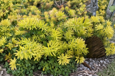 10 Sedum Angelina Stonecrop Live Cuttings Succulent Ground Cover Plant Stems for Propagation Garden Growing