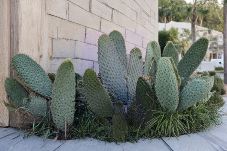 Consolea Moniliformis Unrooted Cactus Cutting 12 Inch Opuntia Type Succulent for Propagation Desert Plant