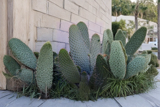 Consolea Moniliformis Unrooted Cactus Cutting 12 Inch Opuntia Type Succulent for Propagation Desert Plant