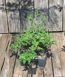 Euphorbia mahabokensis Seed Grown Live Plant Rare Succulent Caudex Form Drought Tolerant Collector Plant