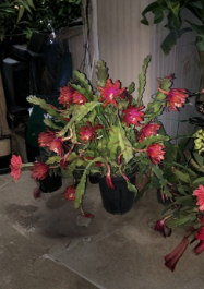 Epiphyllum Orchid Cactus Cuttings 2 Pcs Purple Orange Quynh Hoa 8–14 Inch Live Unrooted