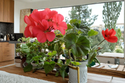 4 Zonal Geranium Cuttings 5 Inch Pelargonium Hortorum Fresh Flowering Plant Stems for Rooting Garden Growing