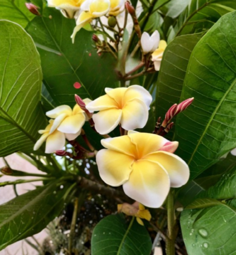 Plumeria Celadine 10 to 12 Inch Cutting Single Tip Frangipani Plant Stem