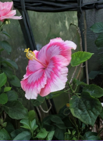 Vero’s Gift Hibiscus 2 Unrooted Cuttings Live Tropical Flowering Plant Stems for Propagation