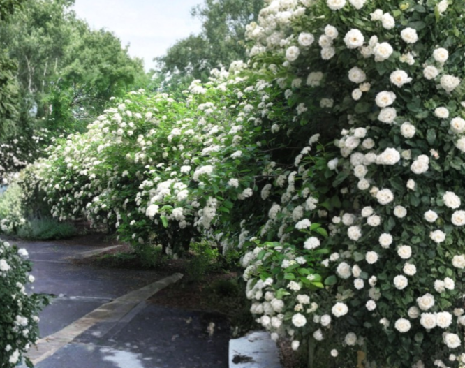 Chicago Lustre Viburnum Shrub Viburnum dentatum Hardy Deciduous Landscape Hedge Plant