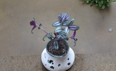Tradescantia Zebrina Evanesce Cuttings Live Trailing House Plant Stems for Propagation Indoor Foliage