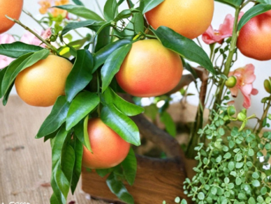 Ruby Grapefruit Cutting 6 to 8 Inch Citrus Paradisi Stem for Rooting or Grafting Fruit Tree Propagation