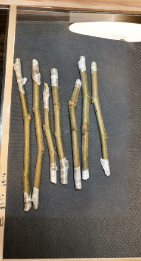 Chicago Hardy Fig Cuttings Ficus carica Scion Wood 2 Count Freshly Cut