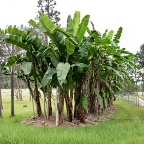 Blue Java Banana Plant Musa Ice Cream Live Rooted Starter Tree Small Size