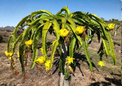 Organic Yellow Dragon Fruit Plant 8-12 Inch Potted Cutting Selenicereus Megalanthus Live Pitaya from Florida Farm