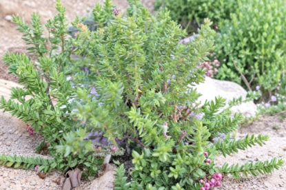 Sedum rupestre Angelina Stonecrop Succulent Cuttings Perennial Ground Cover Unrooted Lot of 20
