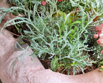 White Santolina Cuttings Santolina chamaecyparissus Unrooted Aromatic Shrub Hedge Plant Lot of 4