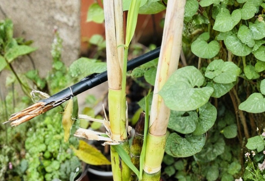 6 Green Sugarcane Cuttings Saccharum Officinarum Ready to Plant Tropical Cane Stalks for Garden Growing