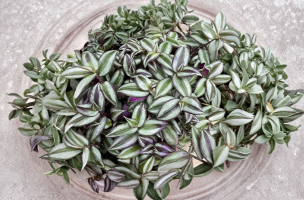 10 Tradescantia Zebrina Cuttings Purple Trailing Plant Live Stems for Propagation Indoor Houseplant