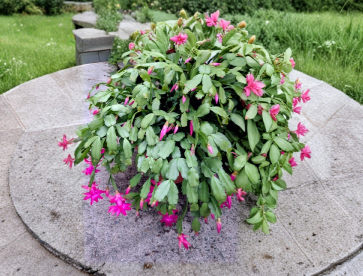 15 True Christmas Cactus Cuttings Schlumbergera Heirloom Holiday Plant Unrooted Segments for Propagation
