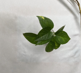 Golden Pothos 4 Rooted Cuttings Epipremnum Aureum Live Indoor Vine House Plant Starter