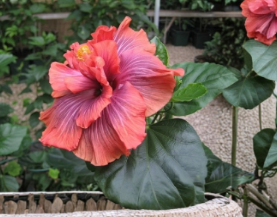 Cocoa Royale Hibiscus Cuttings 2 Count Dark Foliage Tropical Flowering Plant Stems for Rooting Ornamental Garden Plant