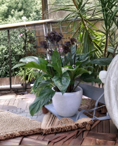 Black Bat Flower Tacca Chantrieri Rooted Starter Plant Exotic Tropical Black Lily Indoor Outdoor Shade Plant